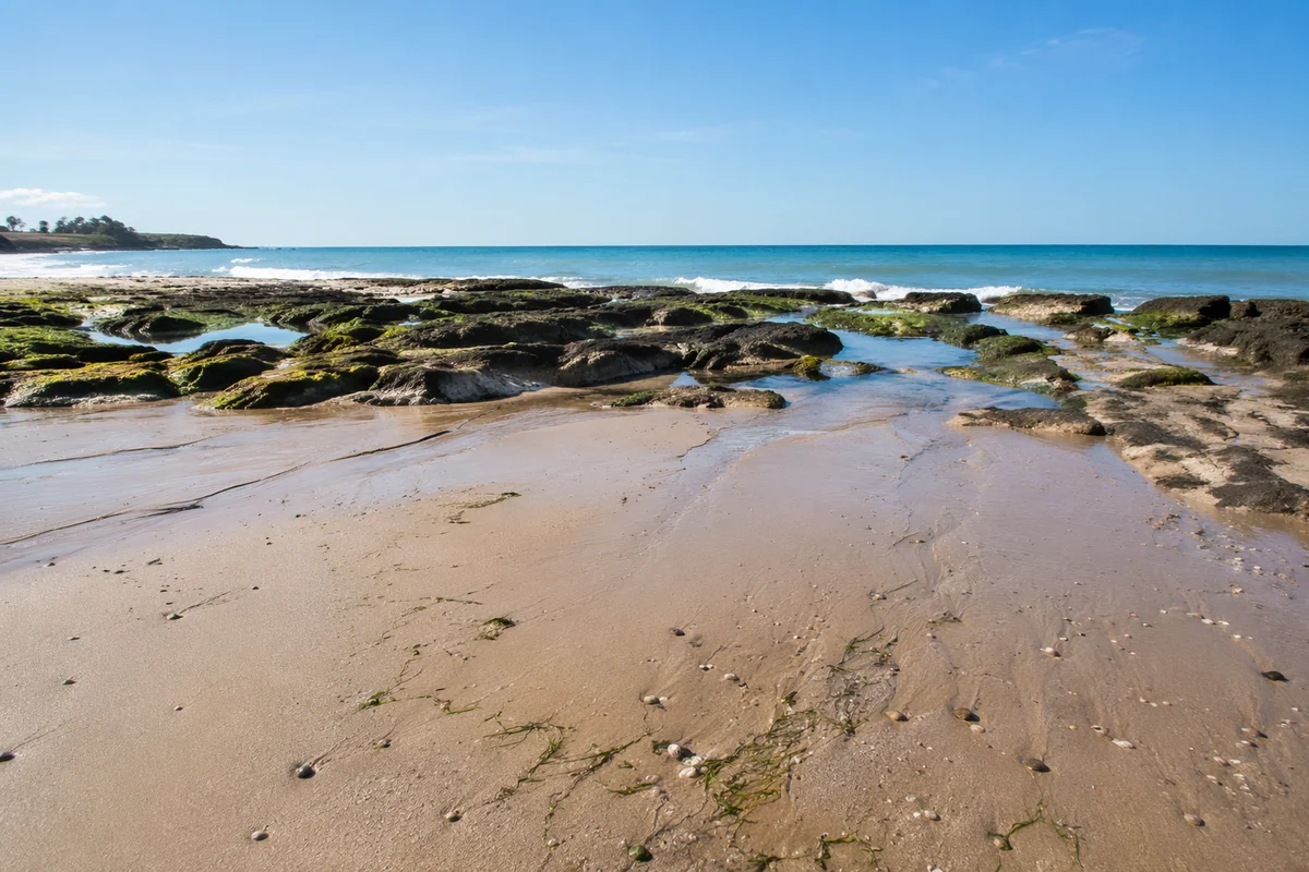 Quiet Tropical Shoreline at Low Tide