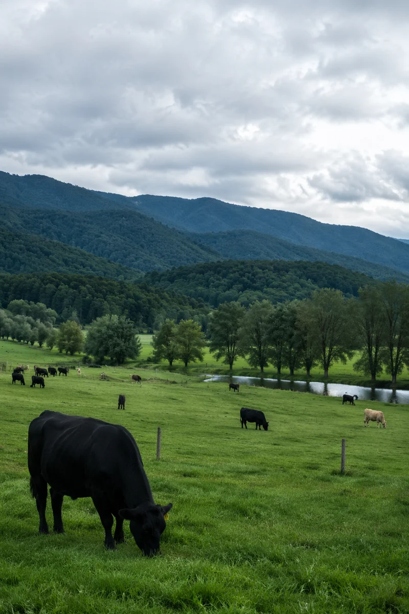 Peaceful Green Pasture with Grazing Cattle