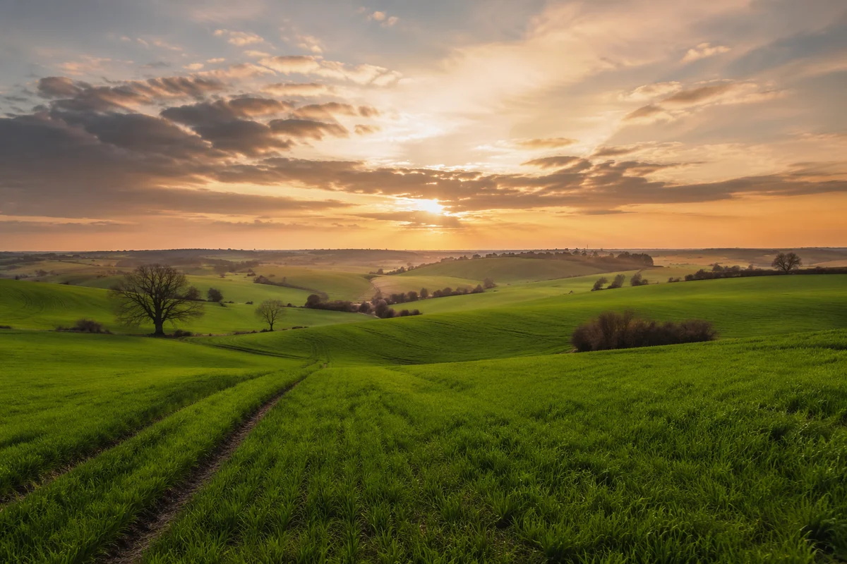 Golden Hour Green Countryside Field