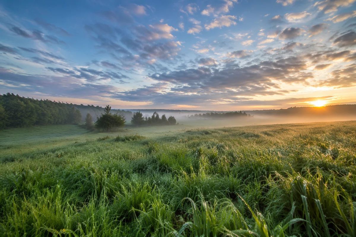 Peaceful Green Meadow at Spring Sunrise