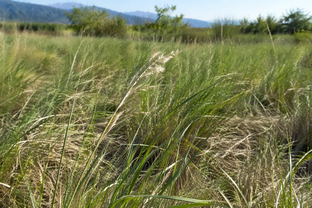 Sunlit Green Meadow with Wild Grass