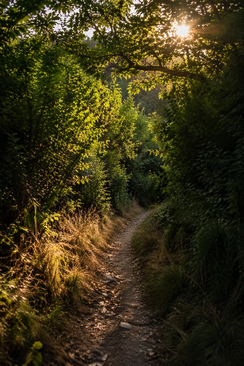 Sunlit Forest Path Through Summer Trees