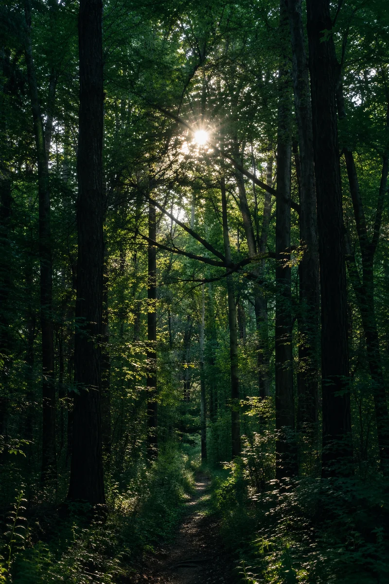 Sunlit Forest Path Through Emerald Woodland