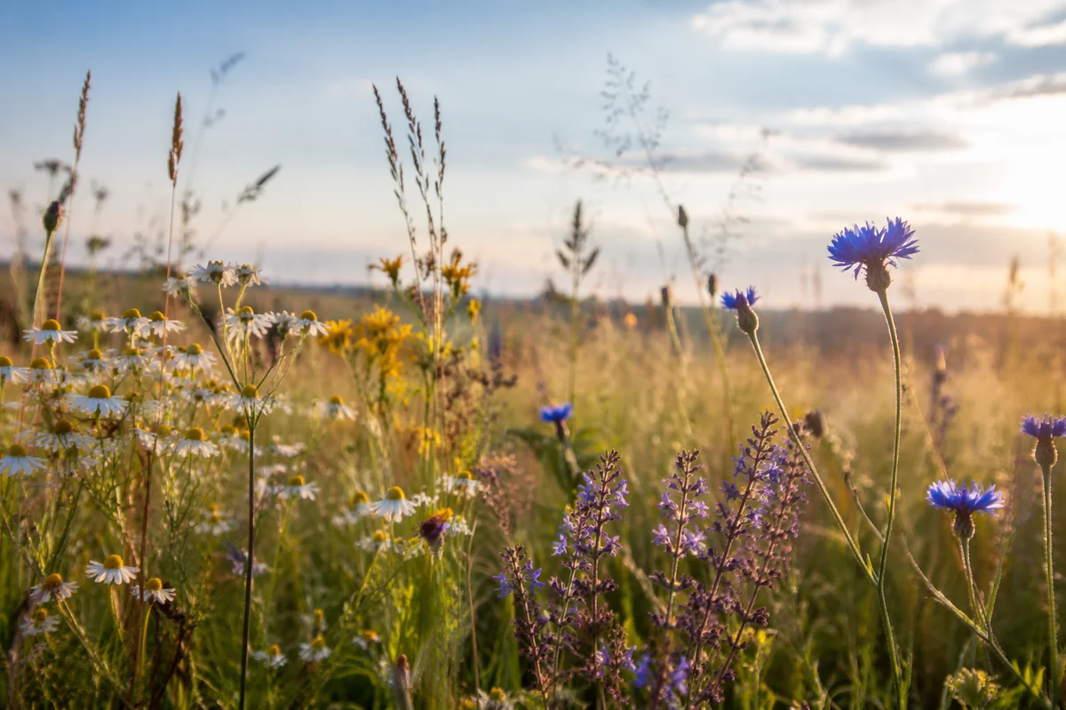 Sunlit Summer Meadow with Wildflowers