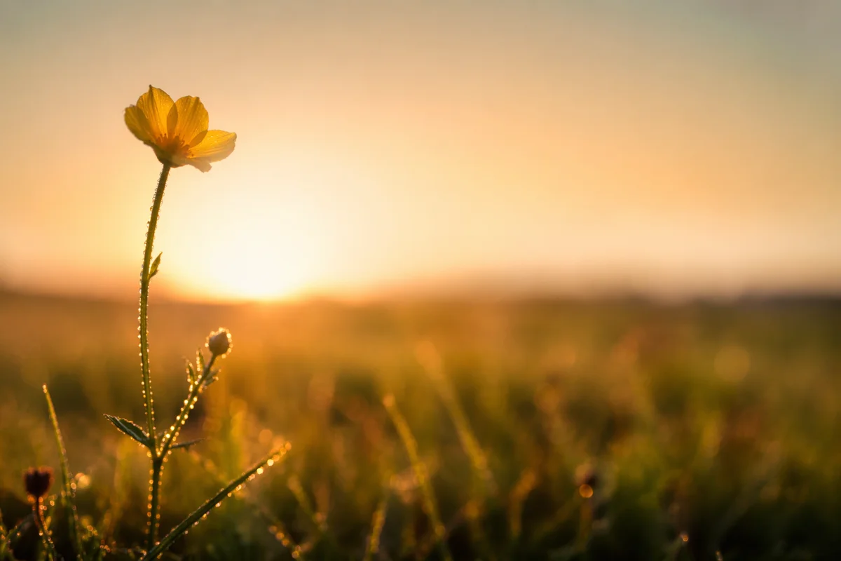 Yellow Wildflower in Summer Meadow Light