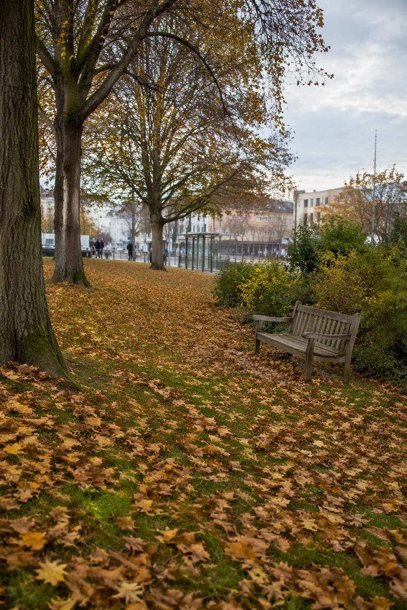 Quiet Autumn Park Bench in City