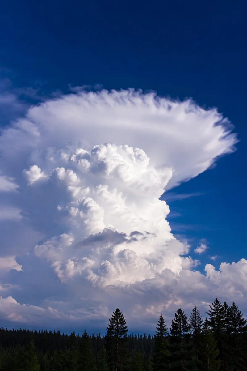 Dramatic Cumulonimbus Cloud Over Evergreen Treeline