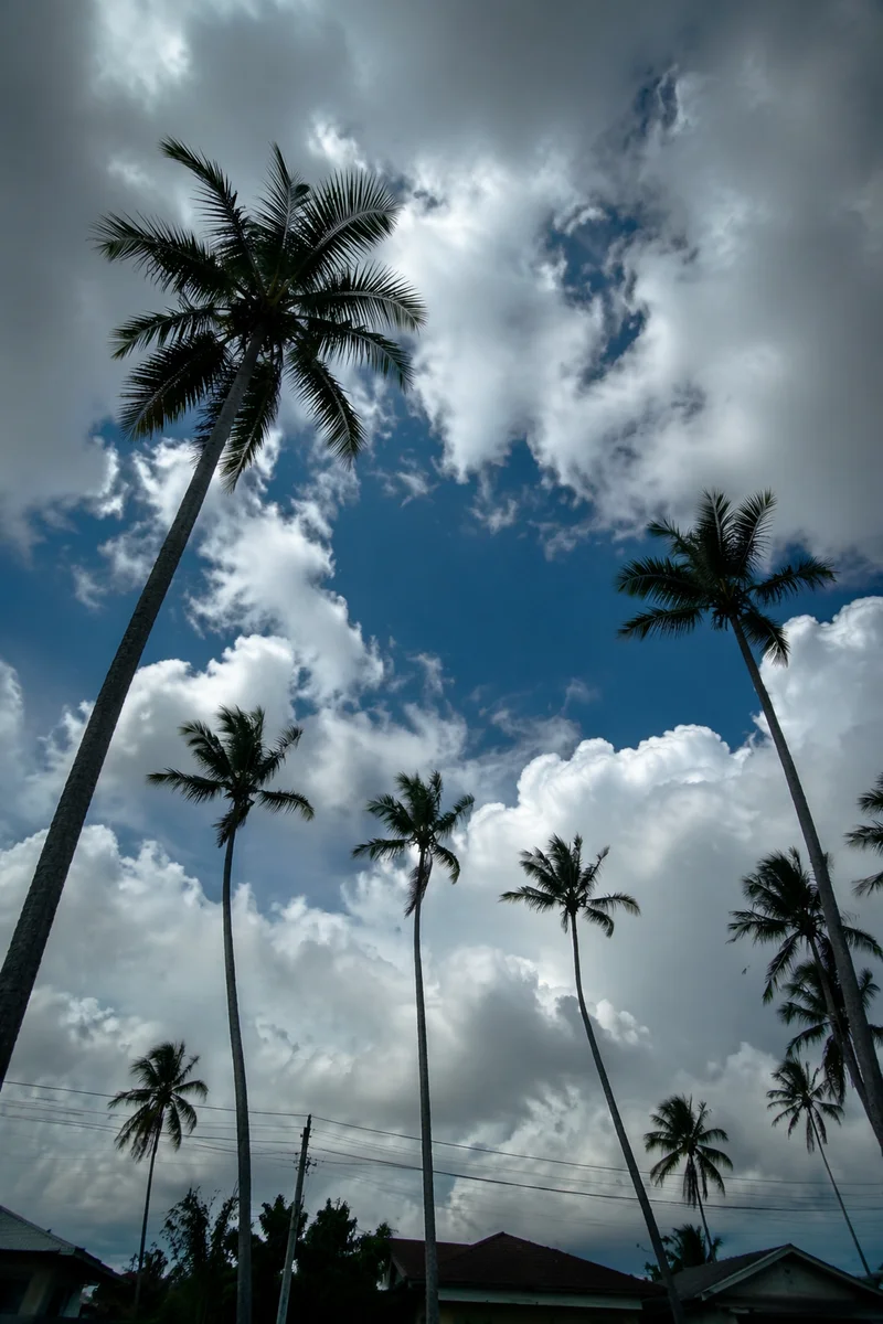 Dramatic Tropical Palms Under Clouded Blue Sky