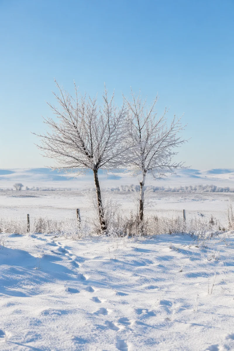 Serene Snowy Field with Frosted Trees