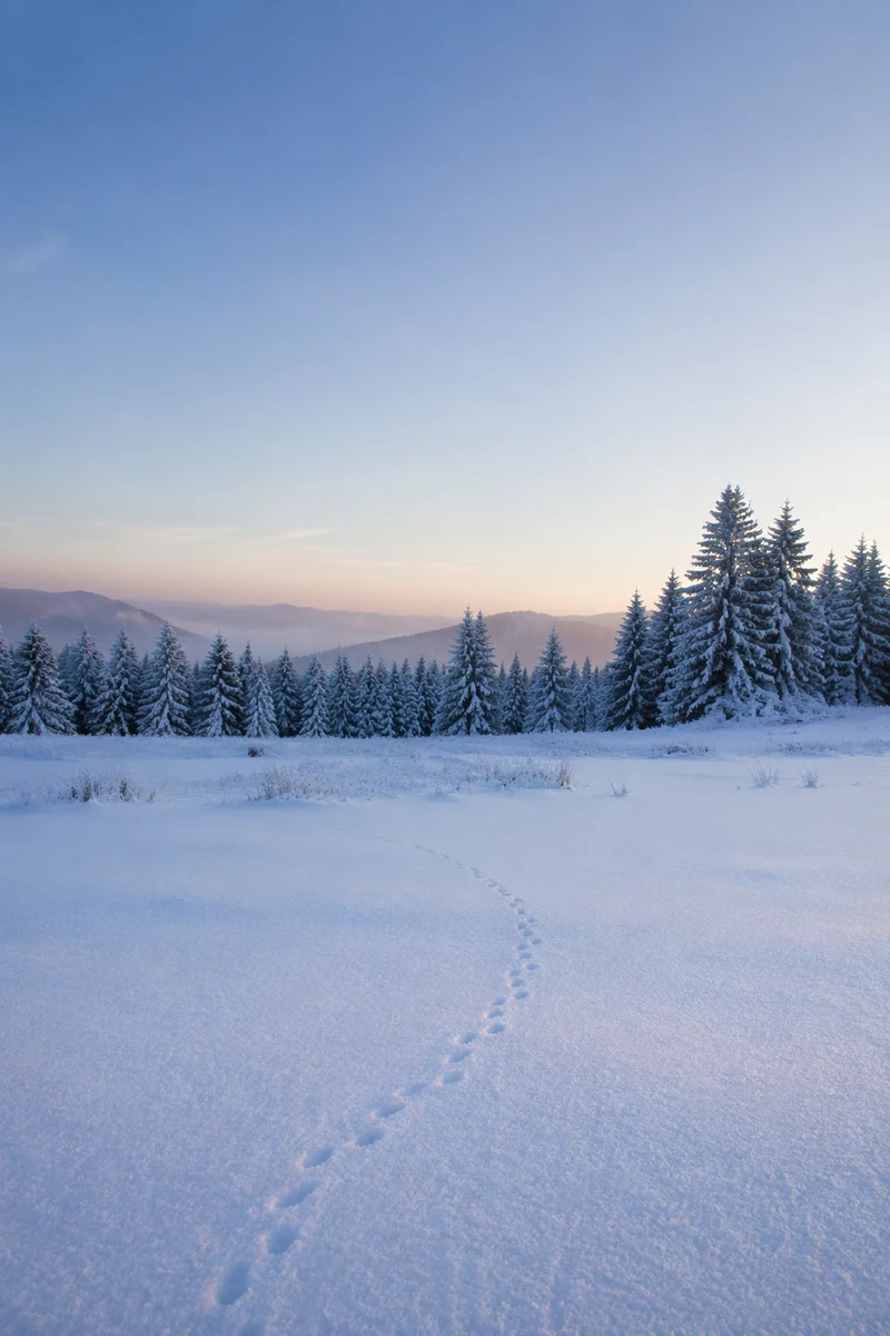 Serene Snowy Meadow at Blue Hour
