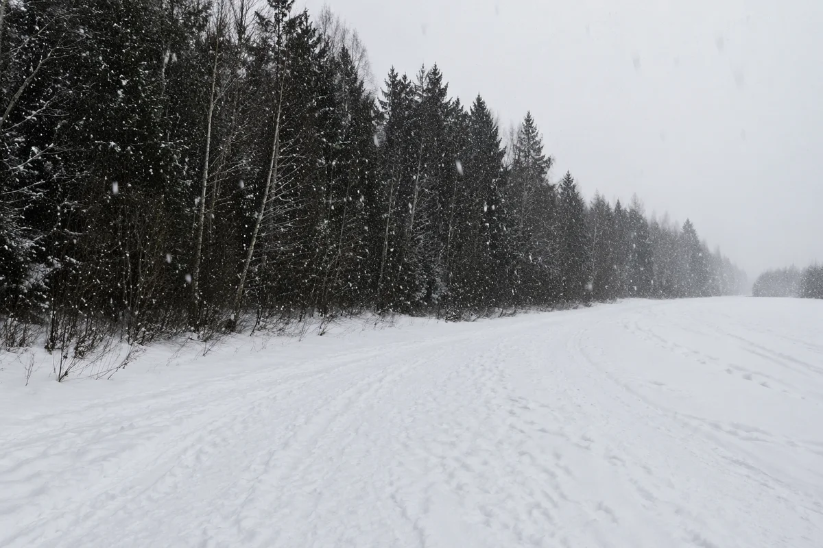 Quiet Snowy Trail Through Winter Forest