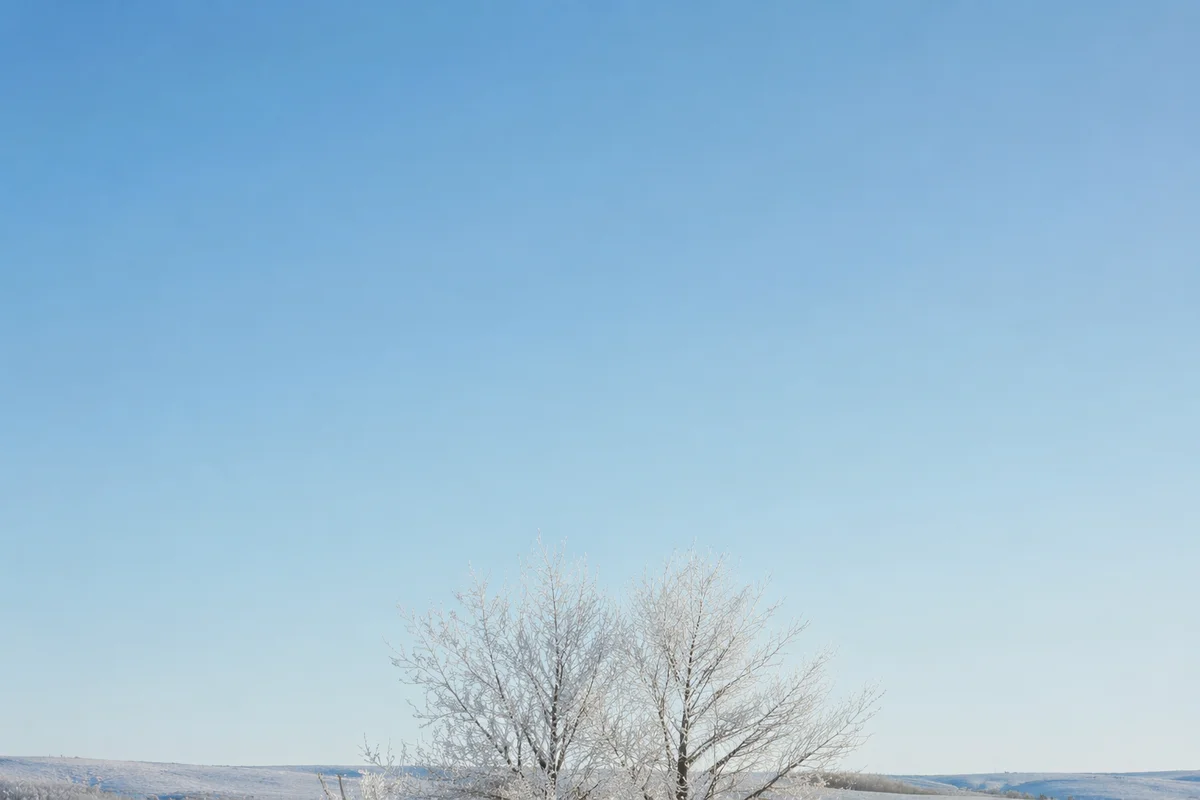 Serene Snowy Field with Frosted Trees