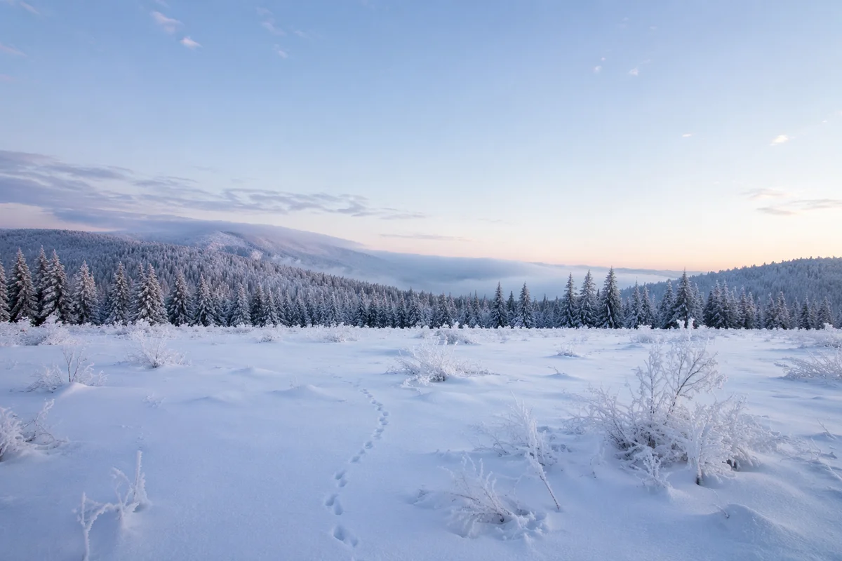 Serene Snowy Winter Meadow at Blue Hour