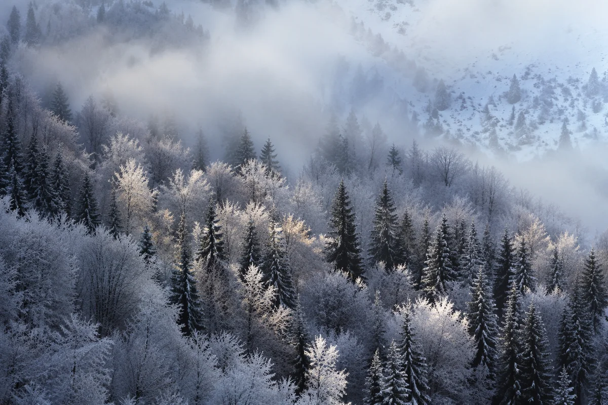 Snowy Frost Forest at Morning Fog