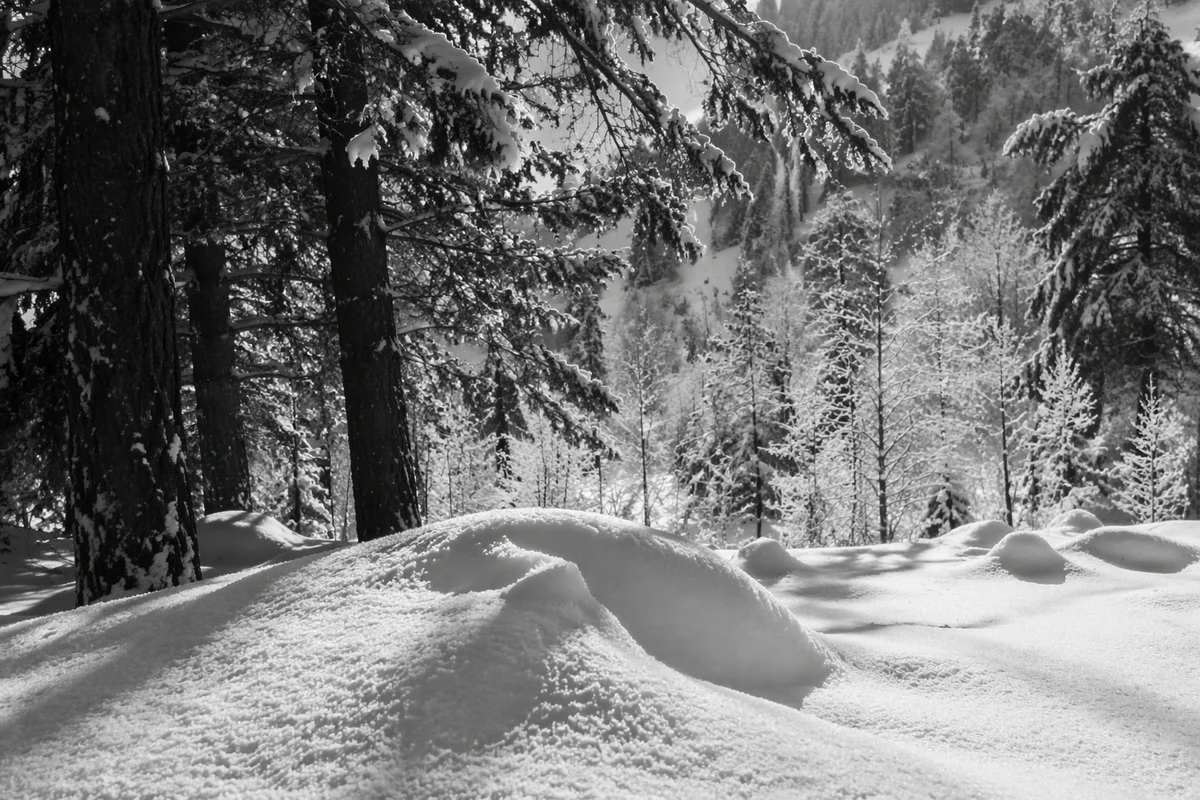 Silent Snowy Mountain Forest Landscape