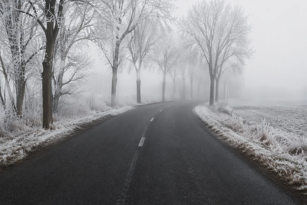 Foggy Winter Road Through Bare Trees