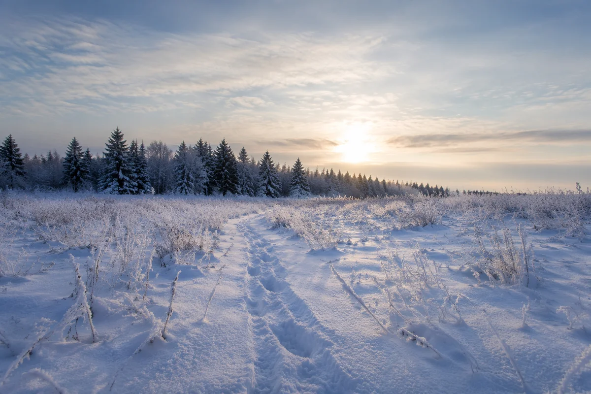 Quiet Snowy Meadow at Winter Dawn
