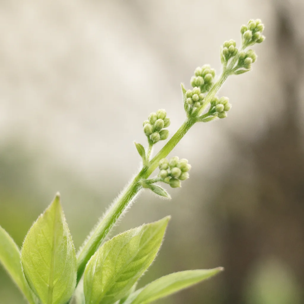 Fresh Spring Green Buds in Soft Light