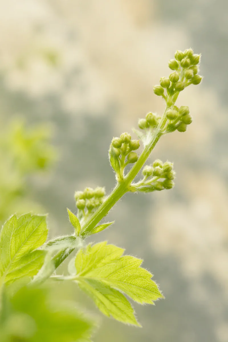 Fresh Spring Green Buds Macro