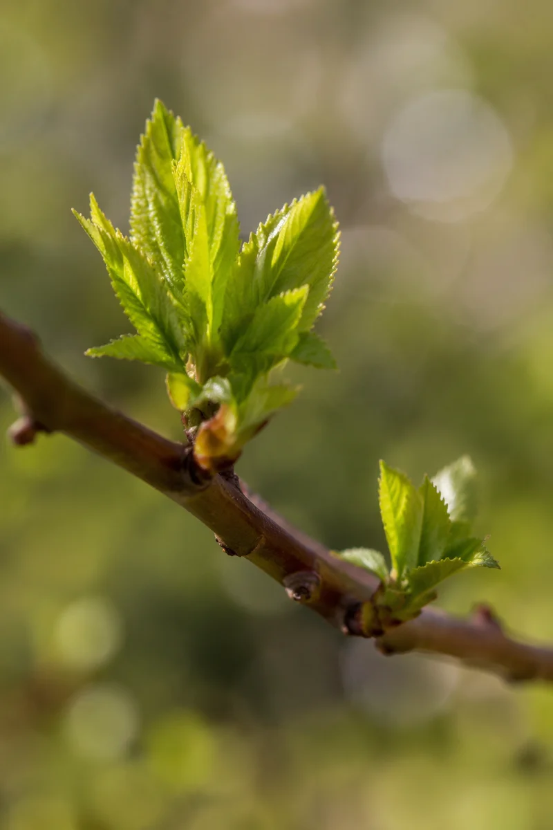Fresh Spring Leaves in Morning Light