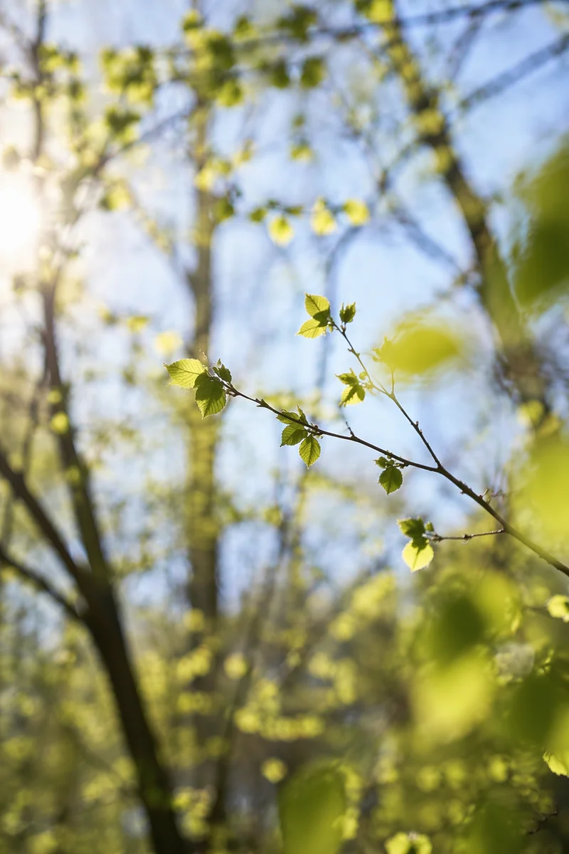 Fresh Spring Leaves in Morning Sunlight