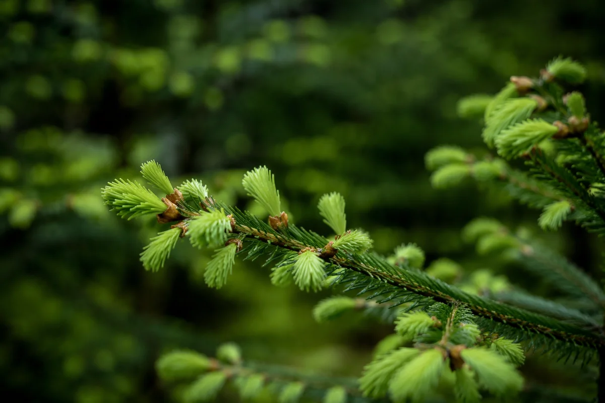 Fresh Spring Spruce Growth Close Up