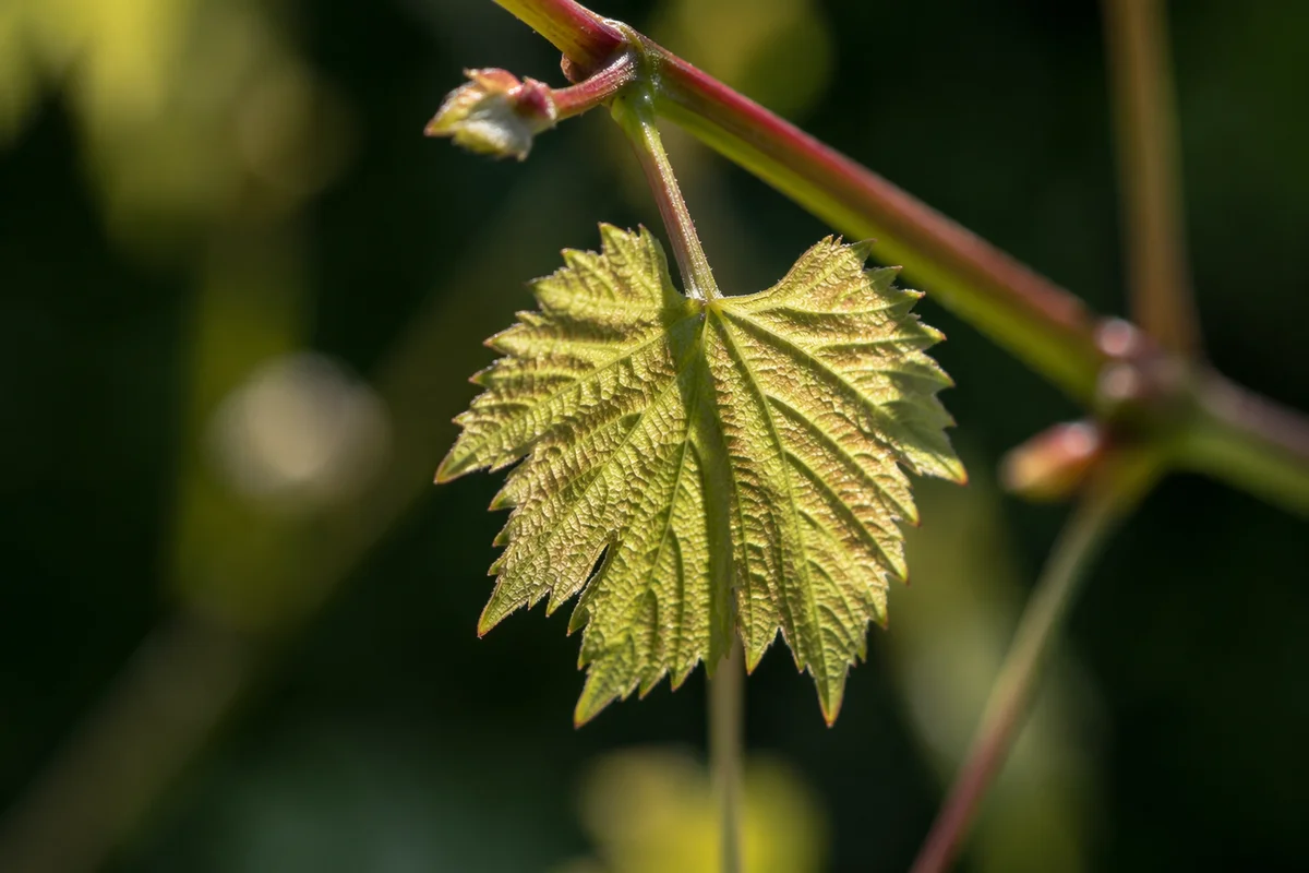 Fresh Spring Leaf in Morning Sunlight