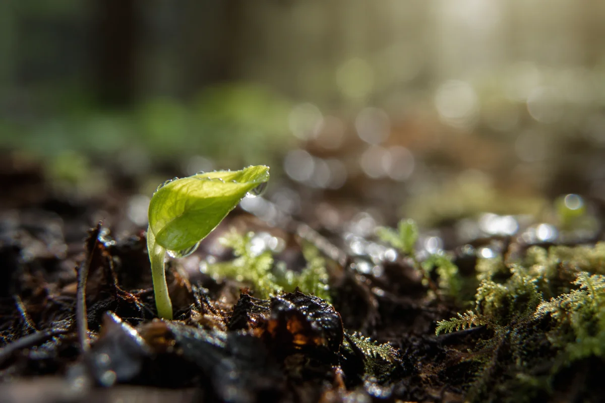 Spring Green New Growth in Forest Soil