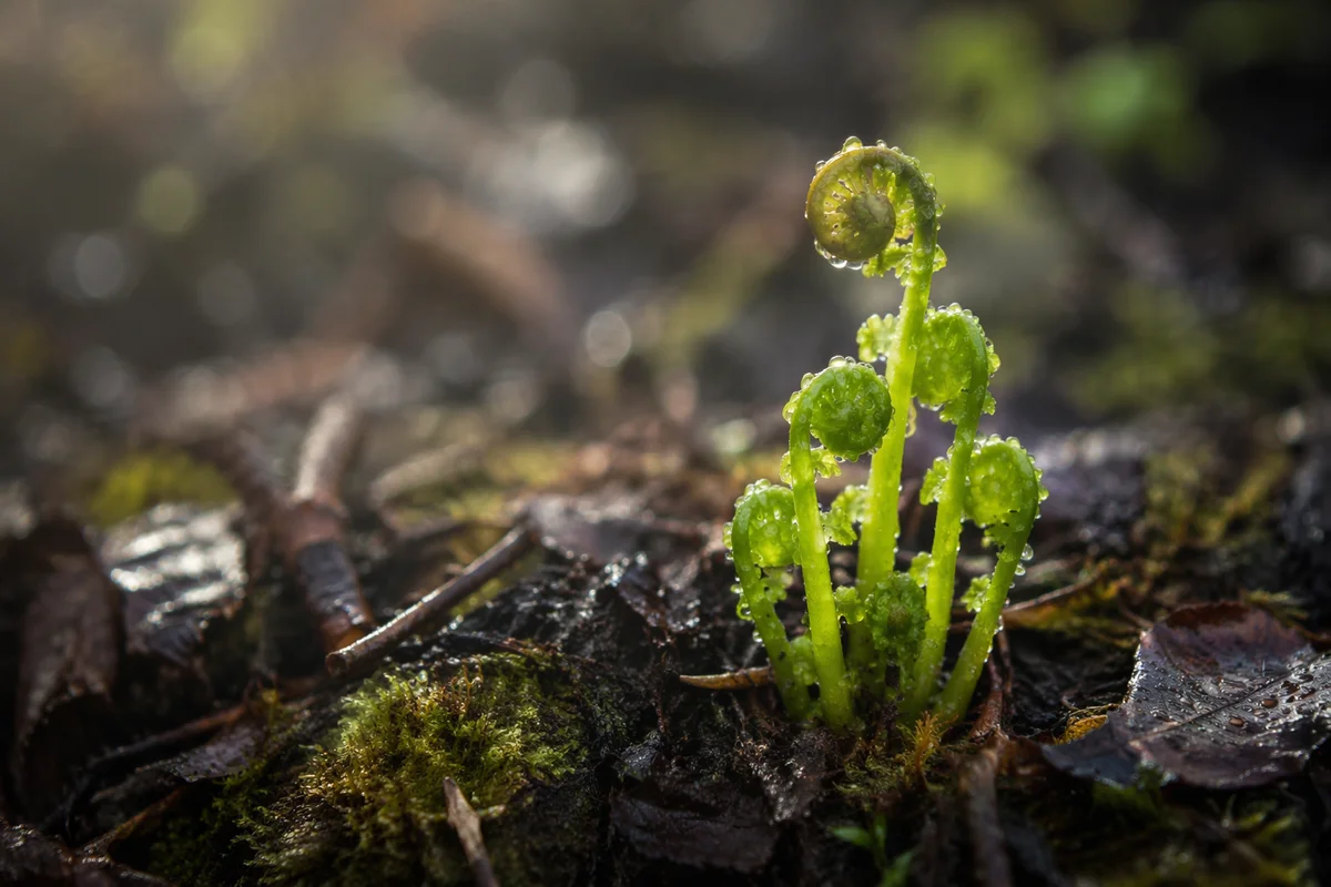 Fresh Spring Green Growth in Forest Soil