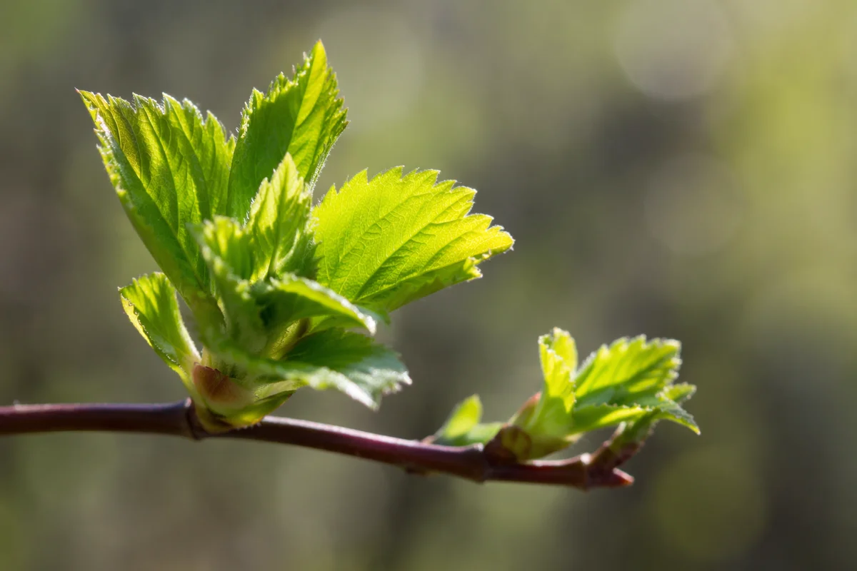 Fresh Spring Leaves in Morning Light