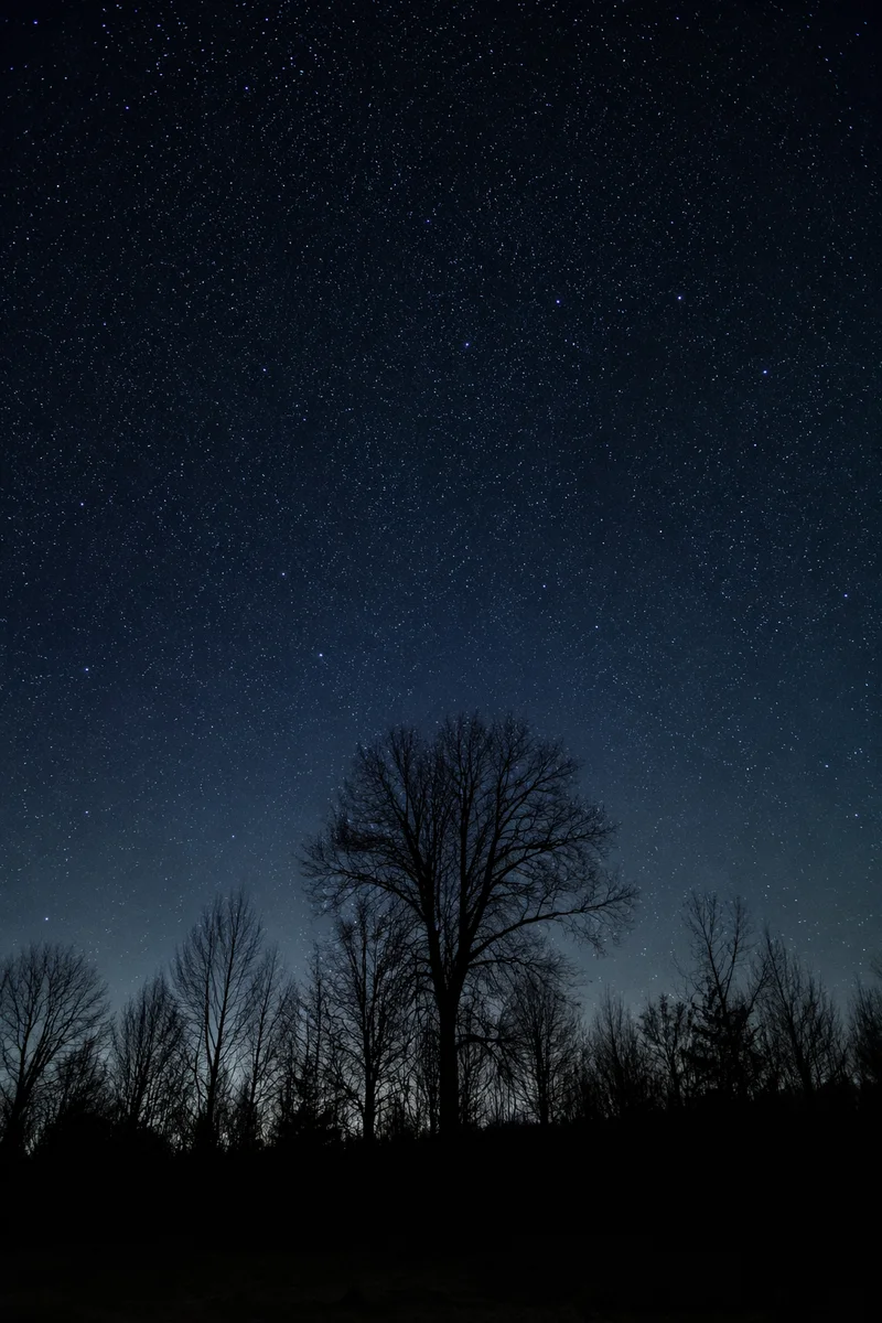 Starry Night Sky Over Quiet Woodland