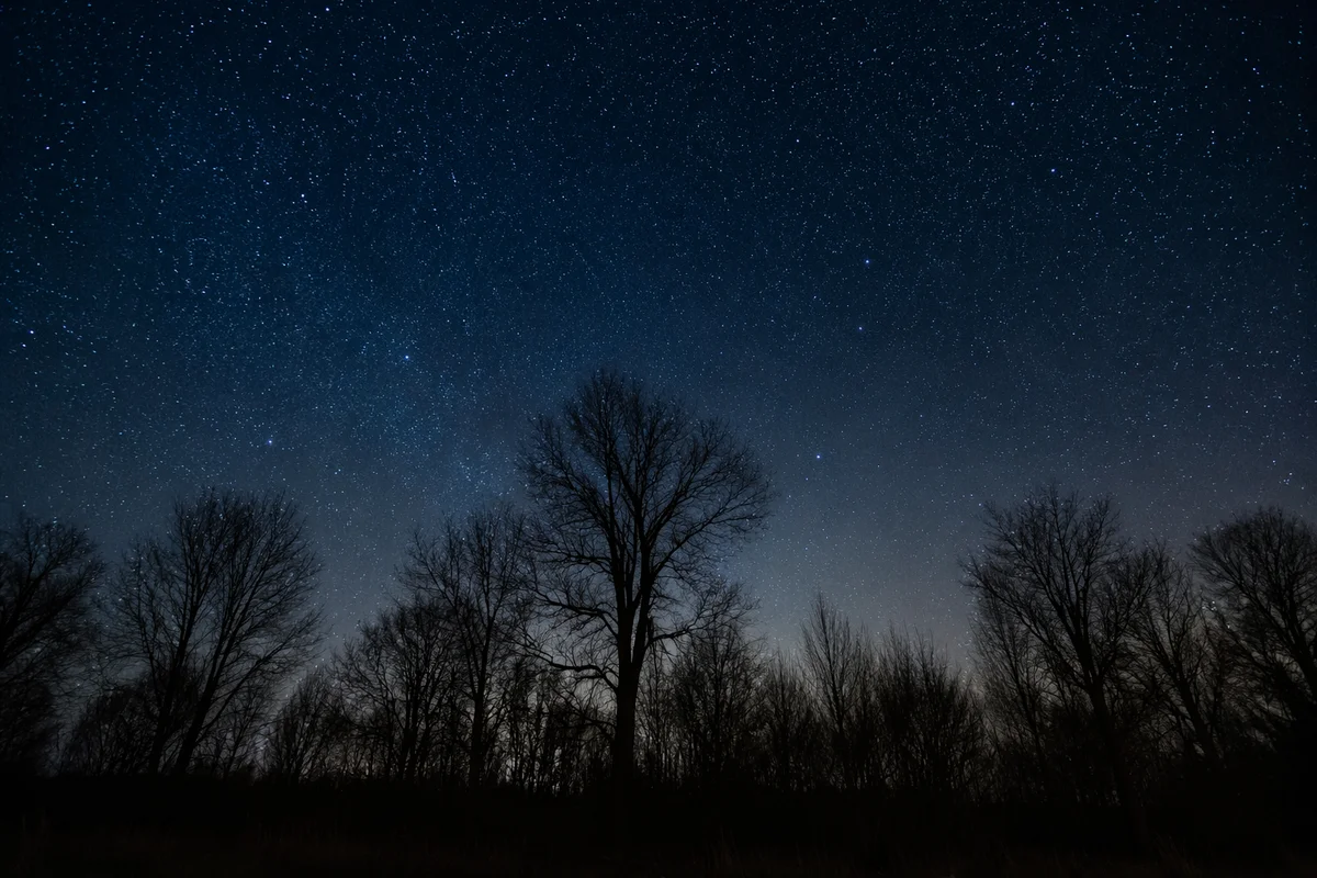 Starry Night Sky Over Quiet Woodland