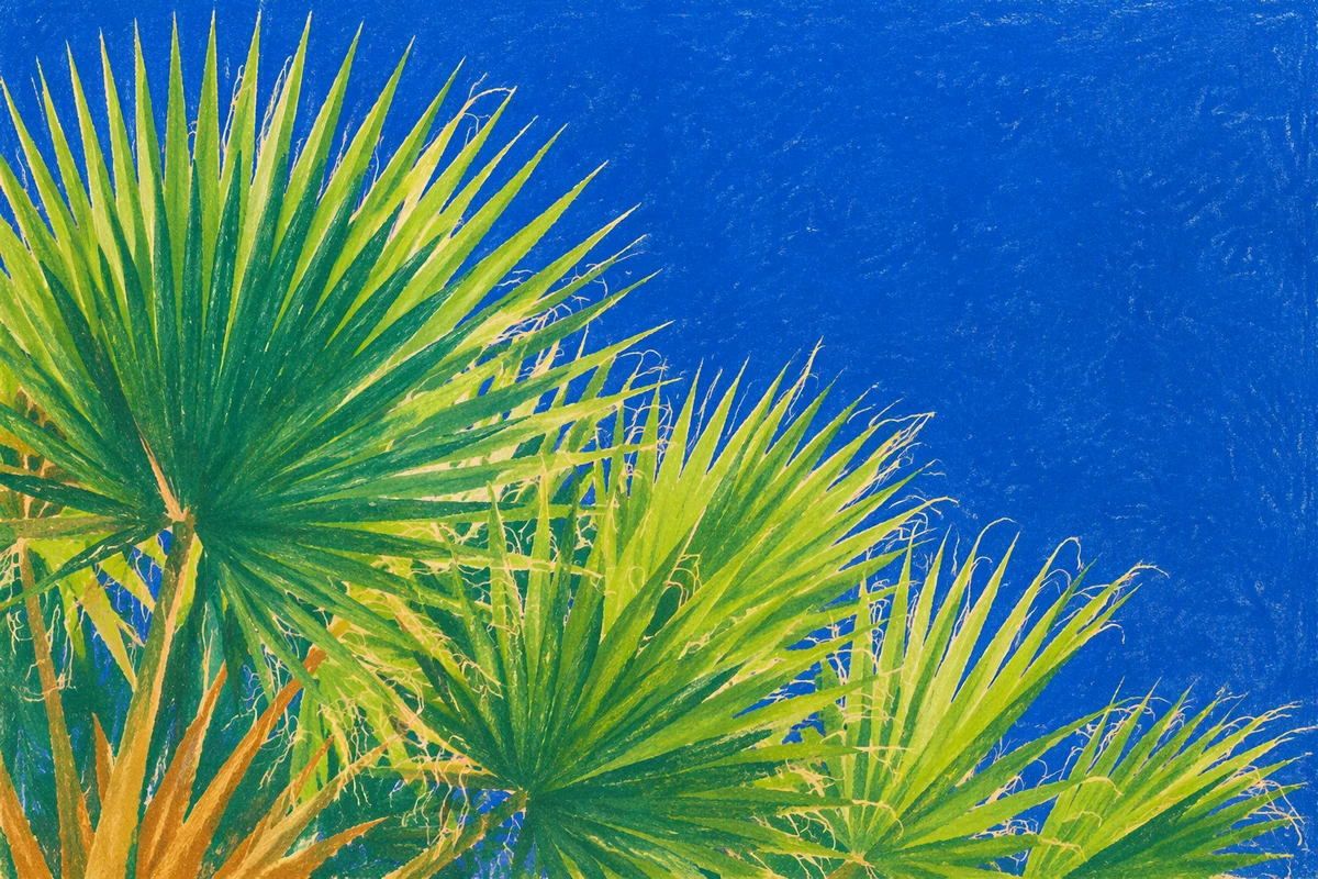 Sunny Palm Fronds Under Blue Summer Sky