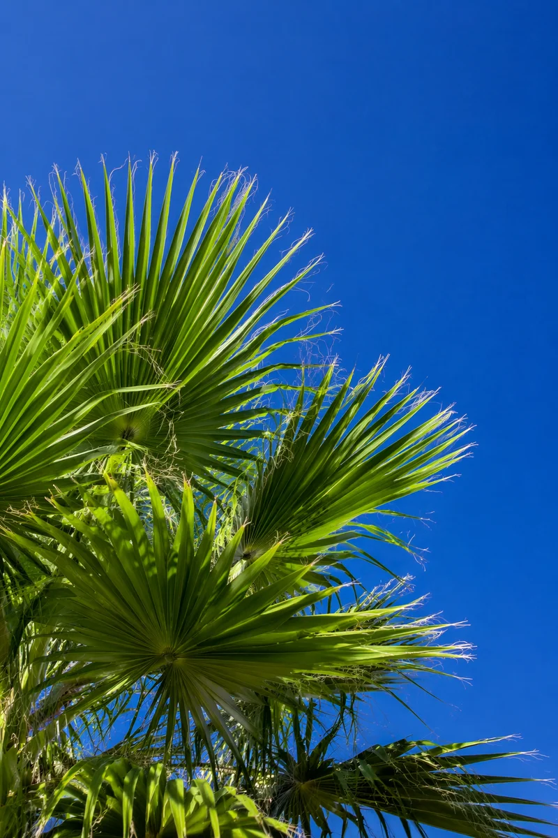 Sunny Fan Palms Under Blue Summer Sky