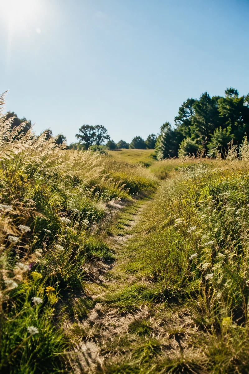 Sunny Summer Meadow Path Under Blue Sky