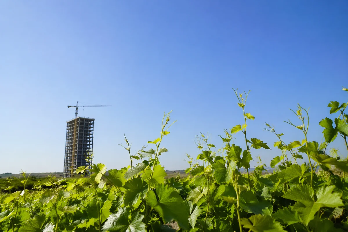 Sunny Summer Vineyard Under Vast Blue Sky