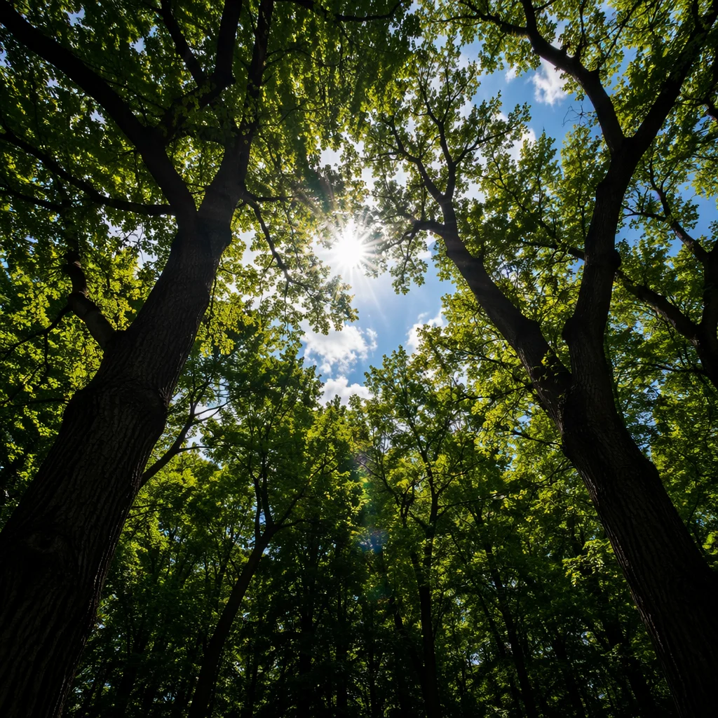 Sun Rays Through Forest Canopy