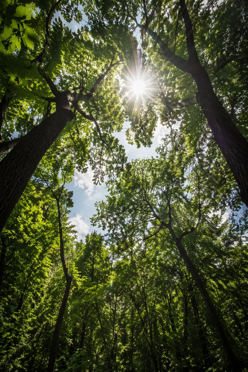 Sun Rays Breaking Through Forest Canopy