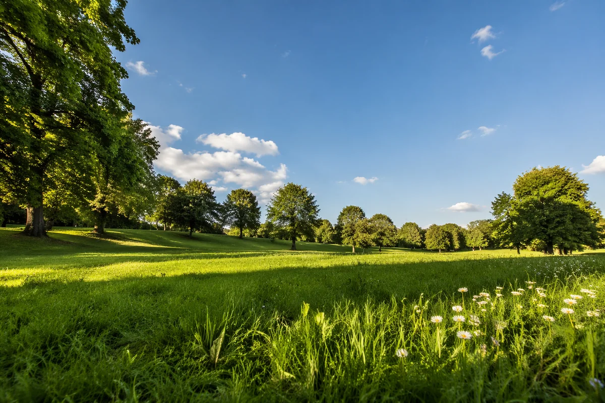 Sunny Park Meadow Under Blue Sky