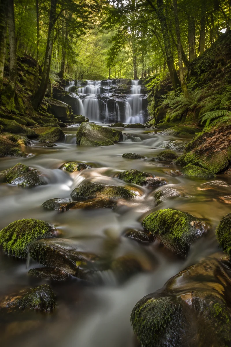 Clear Mountain Stream in Lush Forest