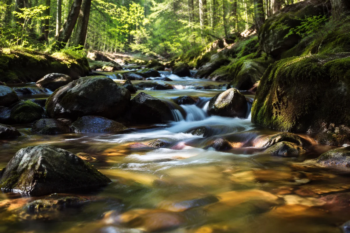 Clear Mountain Stream in Morning Forest