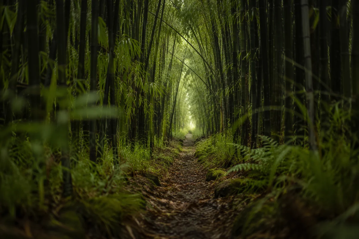 Misty Bamboo Forest Path Green Tunnel