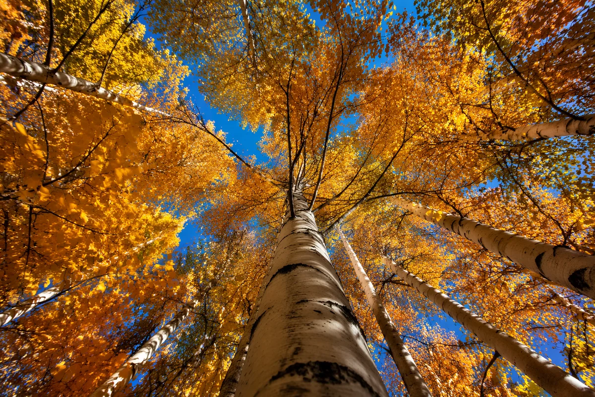 Golden Autumn Birch Canopy Under Blue Sky