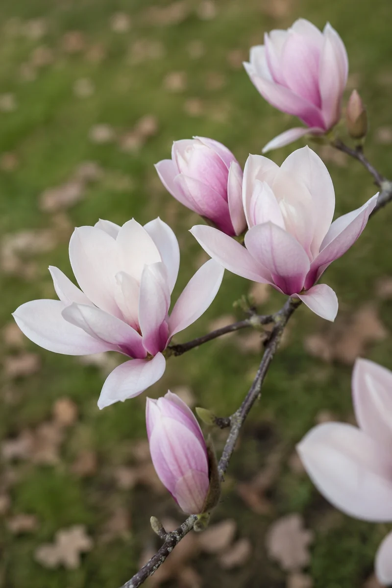 Pink Magnolia Blossoms in Soft Spring Light