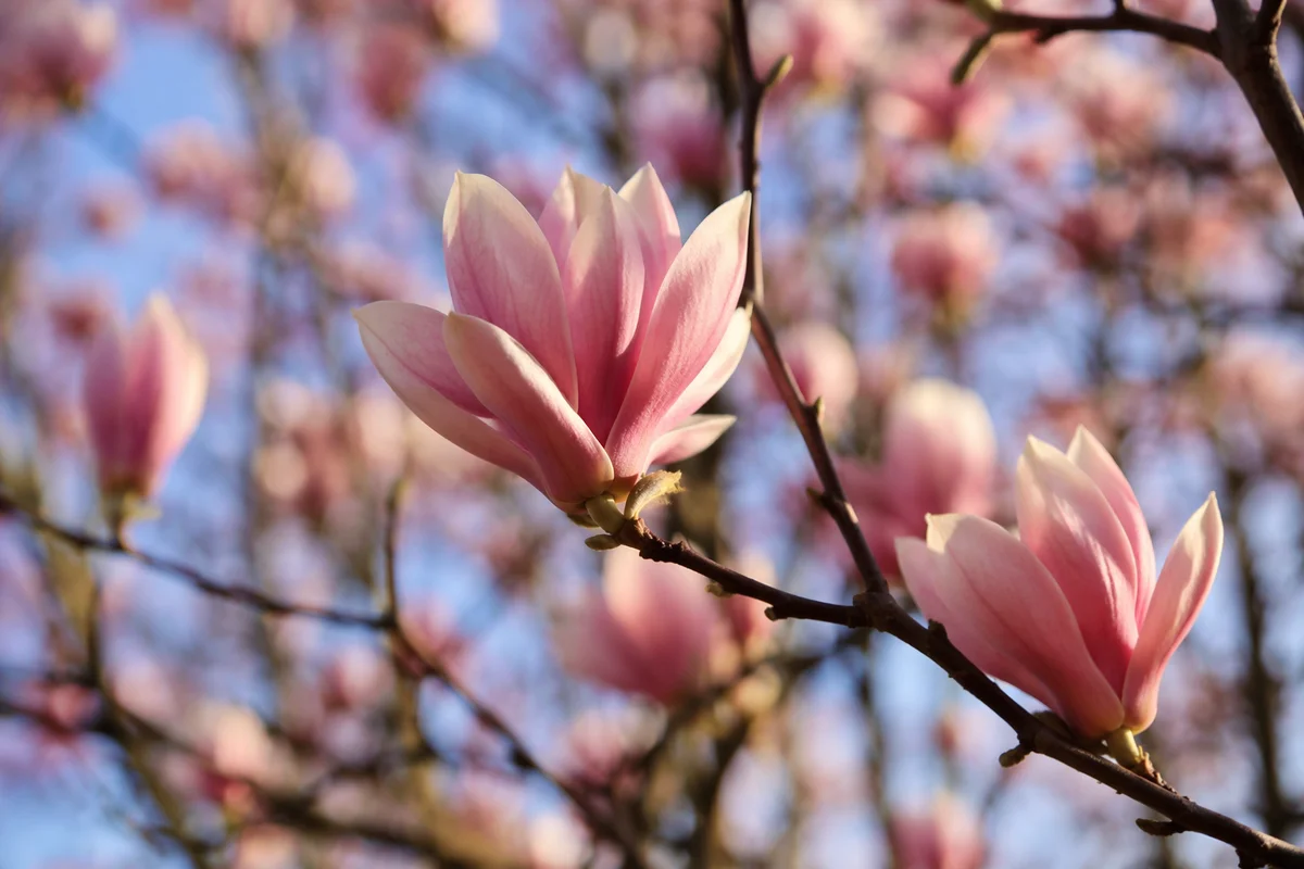 Pink Magnolia Blossoms in Spring Light