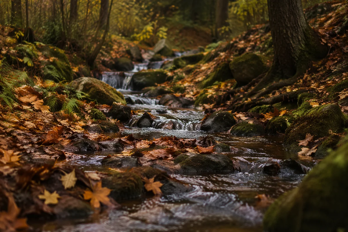 Autumn Brook Through Peaceful Woodland