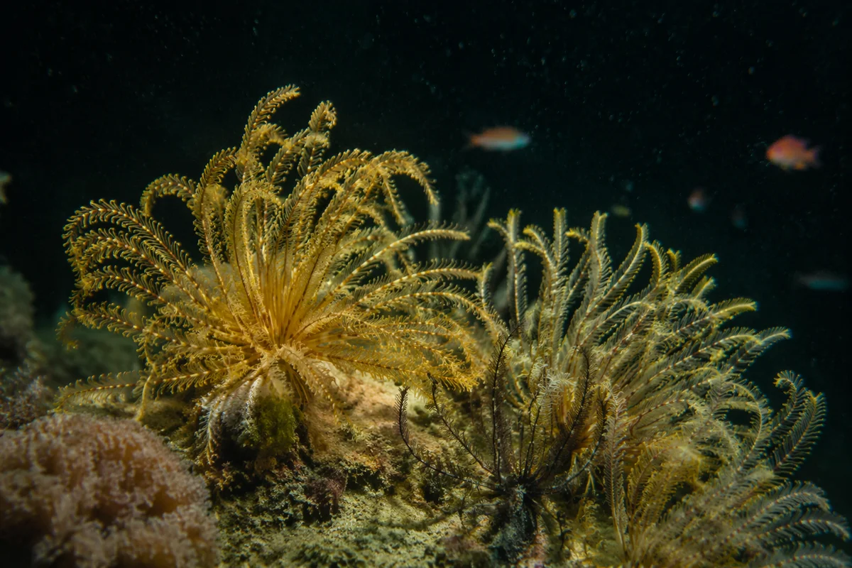 Golden Feather Coral Reef at Night