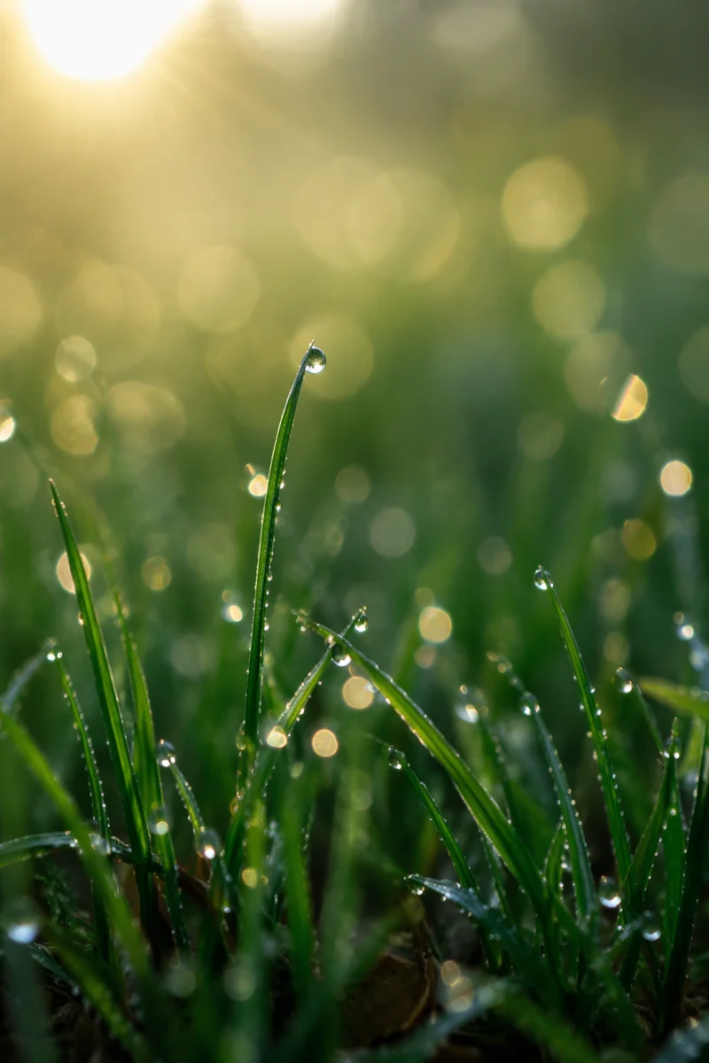 Fresh Morning Dew on Grass Blades