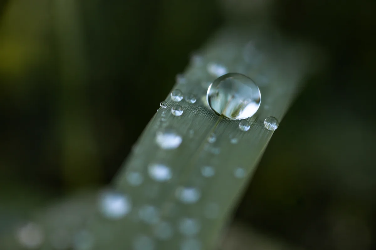 Morning Dew Drops on Green Grass