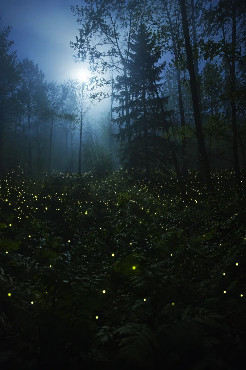 Glowing Fireflies in Misty Summer Forest